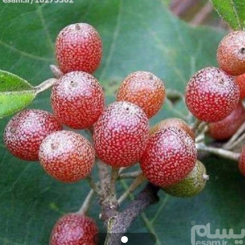 نهال سیلور بری 