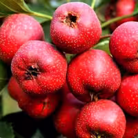 عرق کیالک سنتی محسن - 1 لیتر