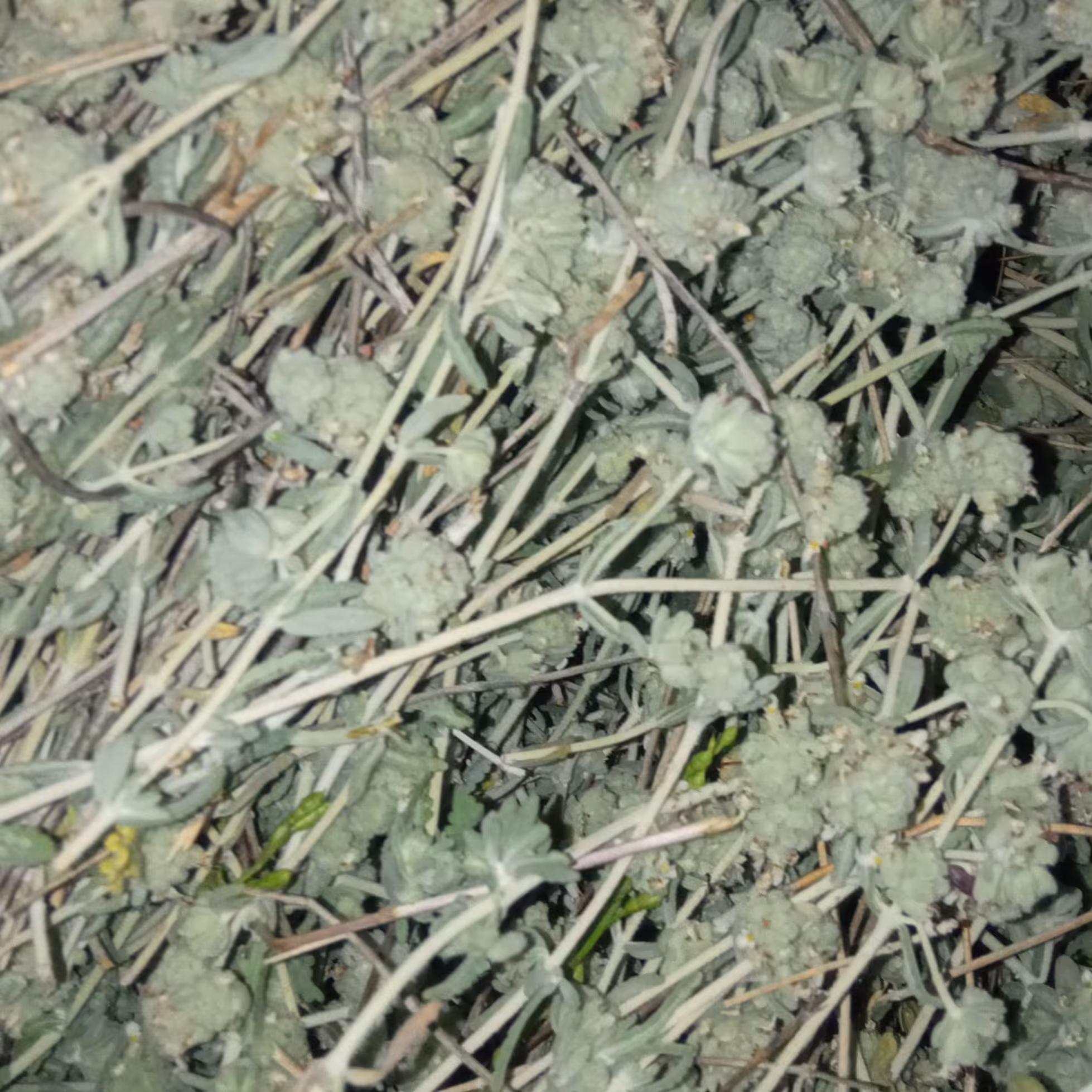 بومادران یا برنجاسب