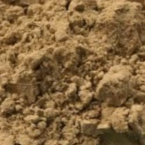 قوتو چهل گیاه خانگی