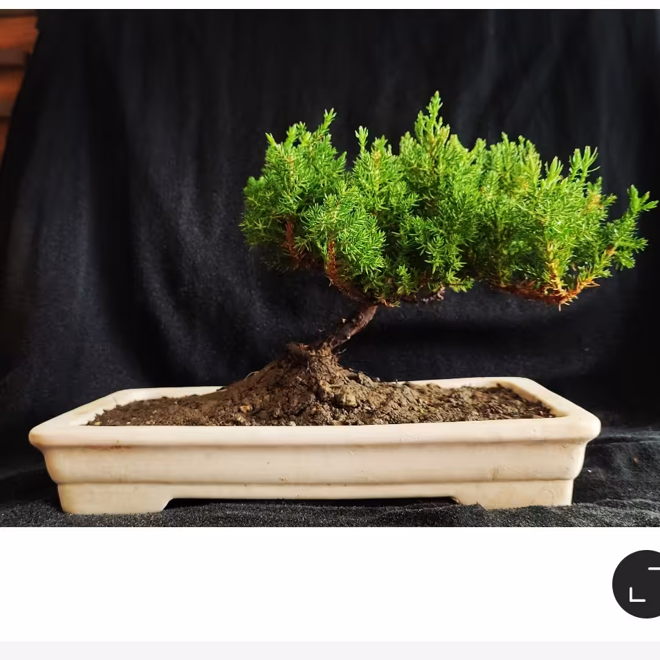 بنسای ژونی پروس کاج ستاره اس