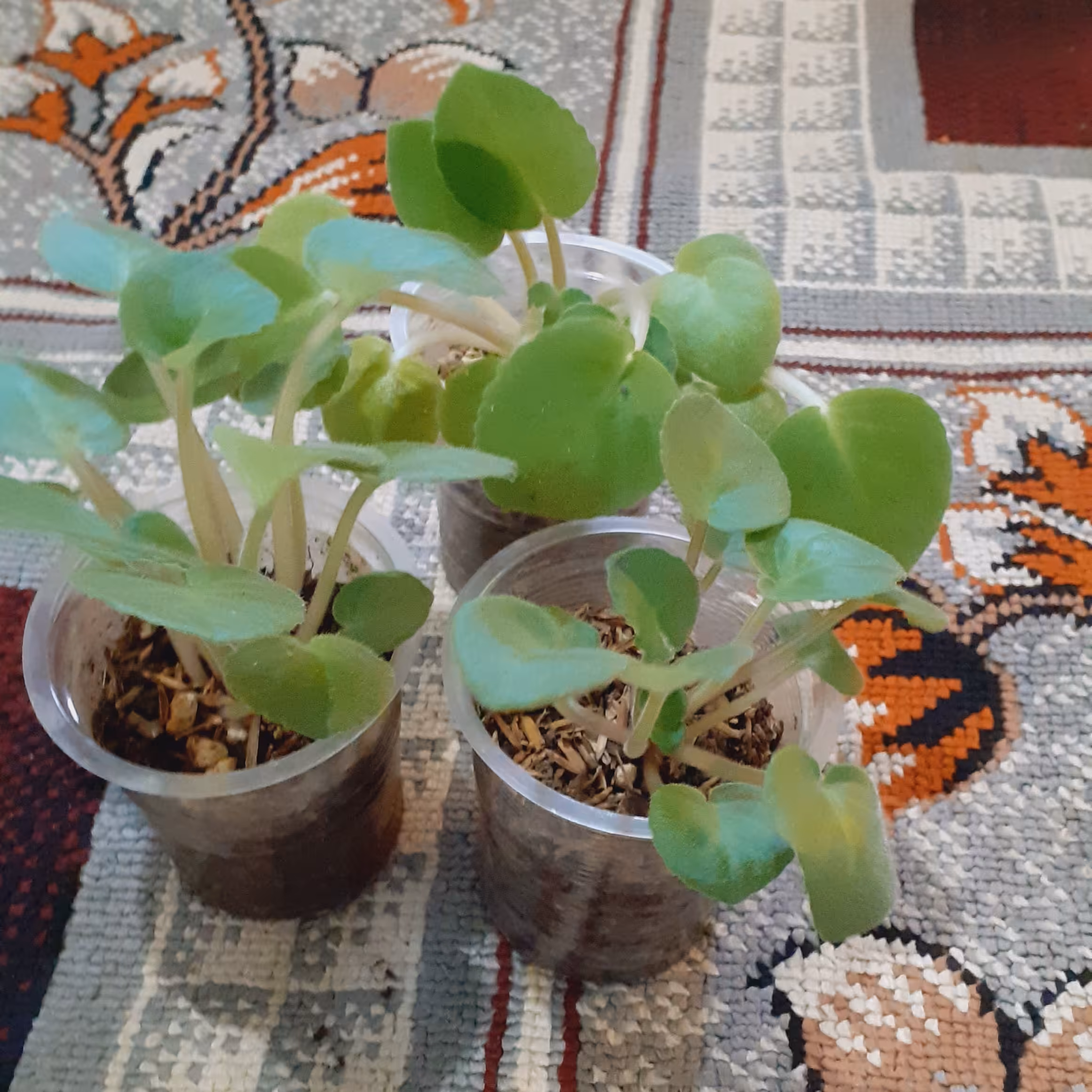 گیاهچه گل بنفشه آفریقایی 3گلدان هزینه ارسال پس کرایه تیپاکس از گیلان برعهده مشتری 