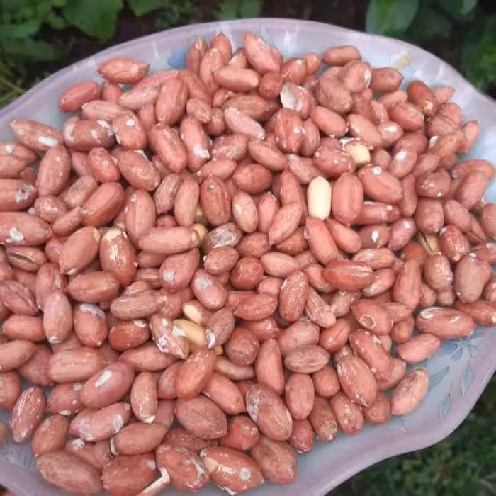 بادام زمینی  ریز  و ترد با ارسال رایگان