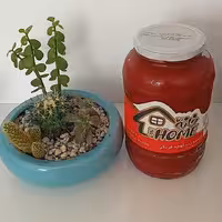 ربگوجه فرنگی