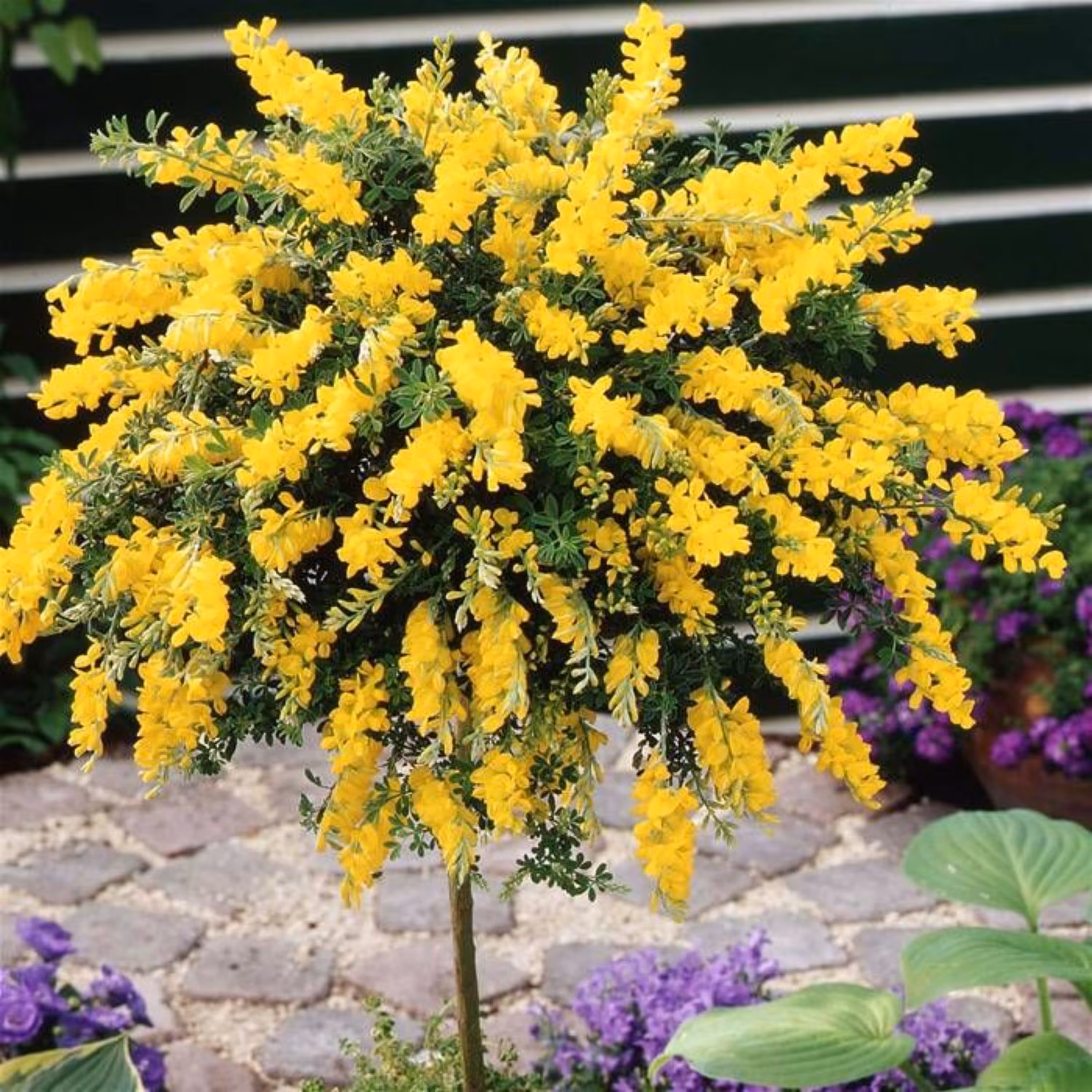 بذر درخت گل طاووسی بسته 10 عددی