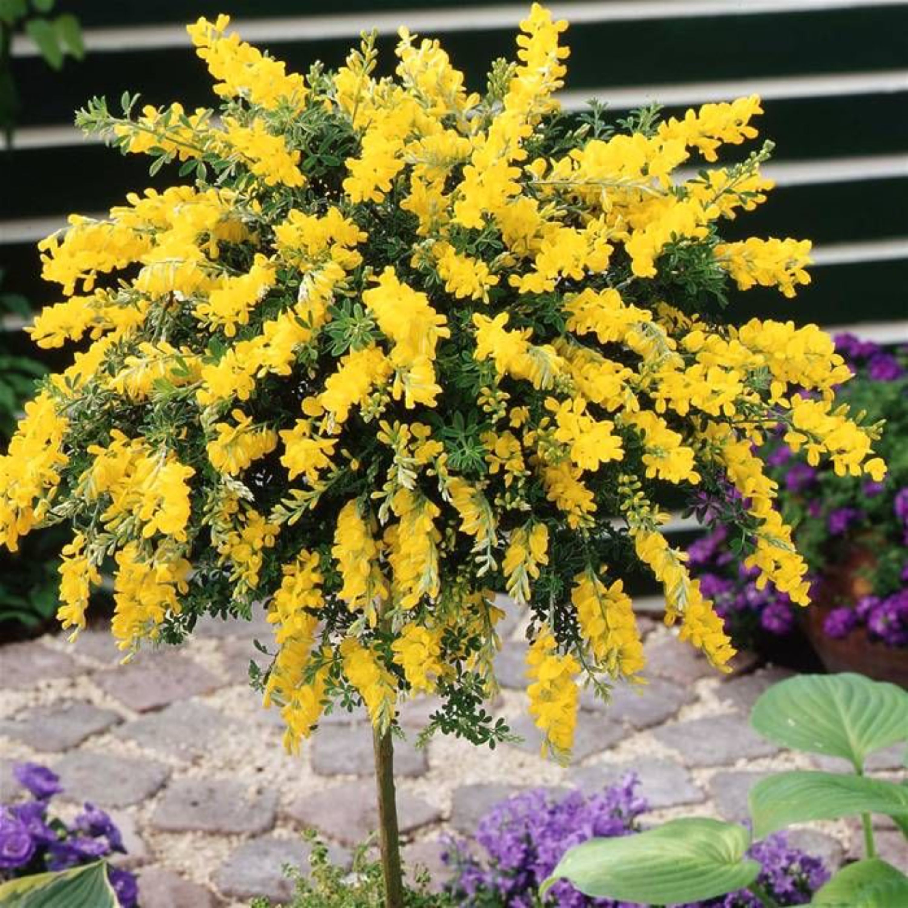 بذر درخت گل طاووسی بسته 10 عددی