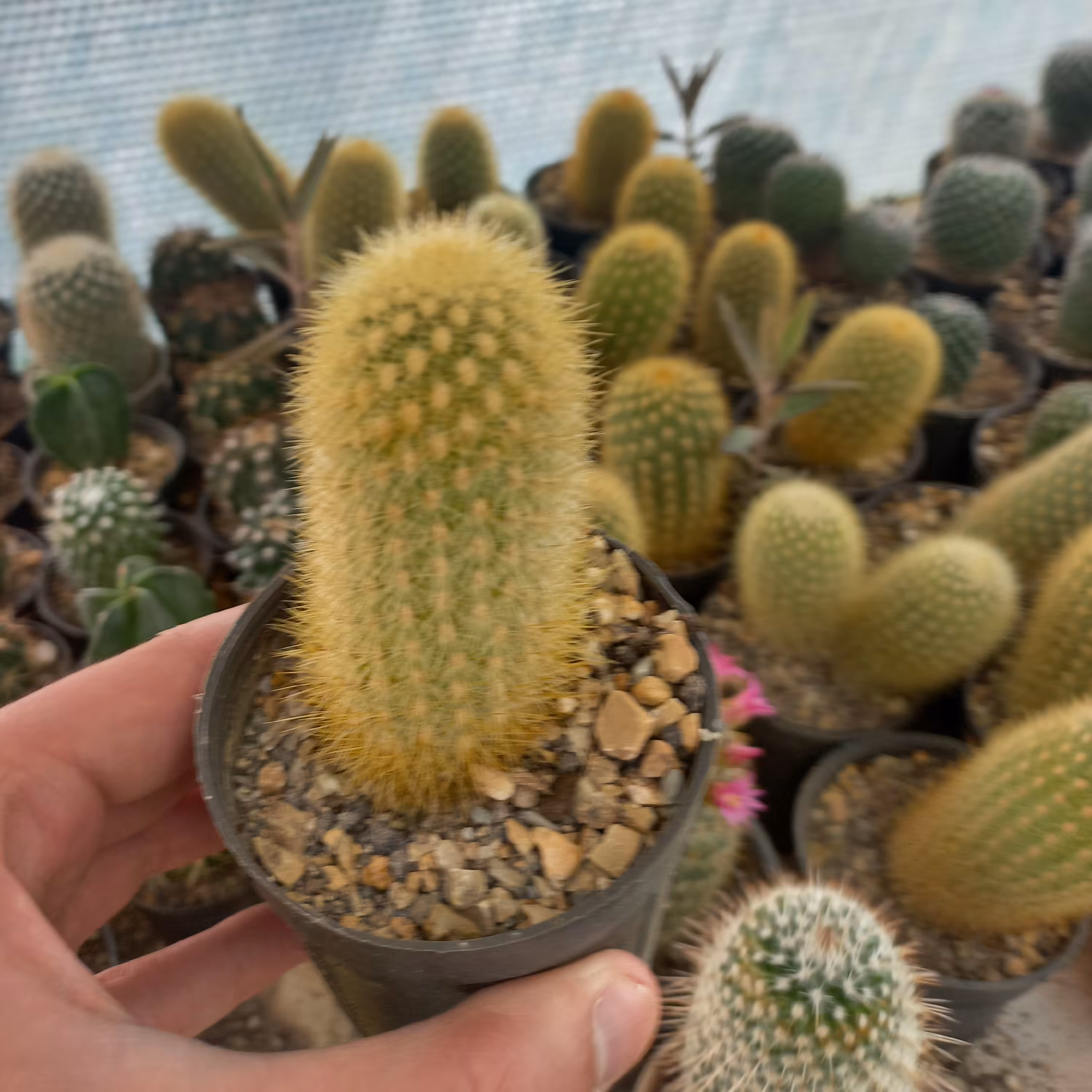 کاکتوس سرئوس گلدان 8 