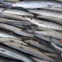 ماهی چنگودم زرد یاباراکودایک کیلویی تازه