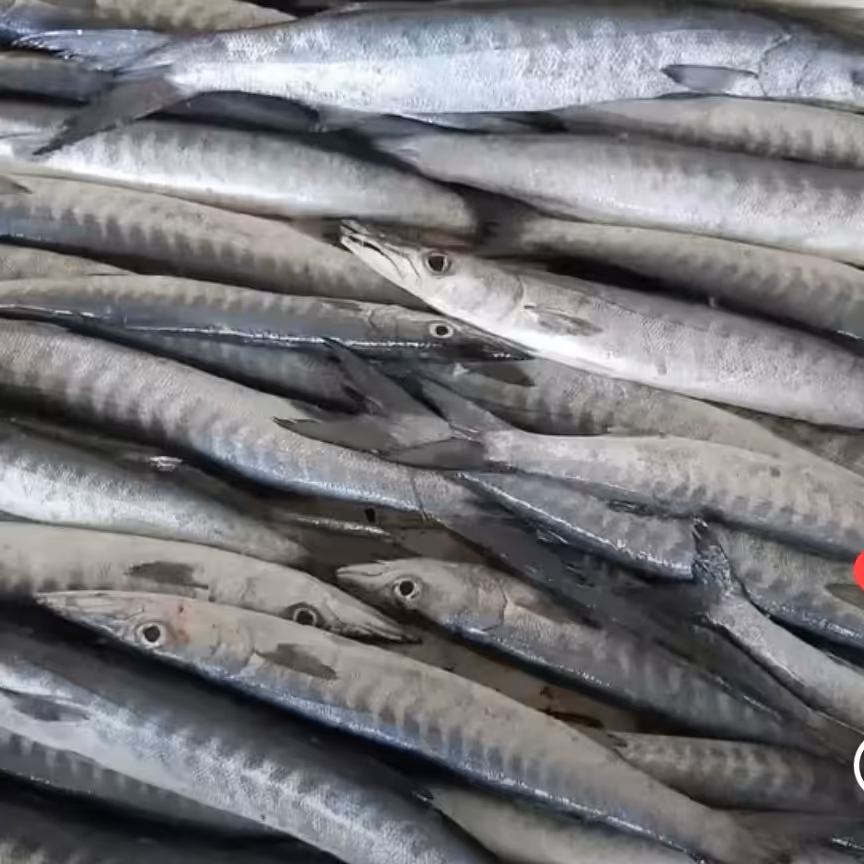 ماهی چنگودم زرد یاباراکودایک کیلویی تازه