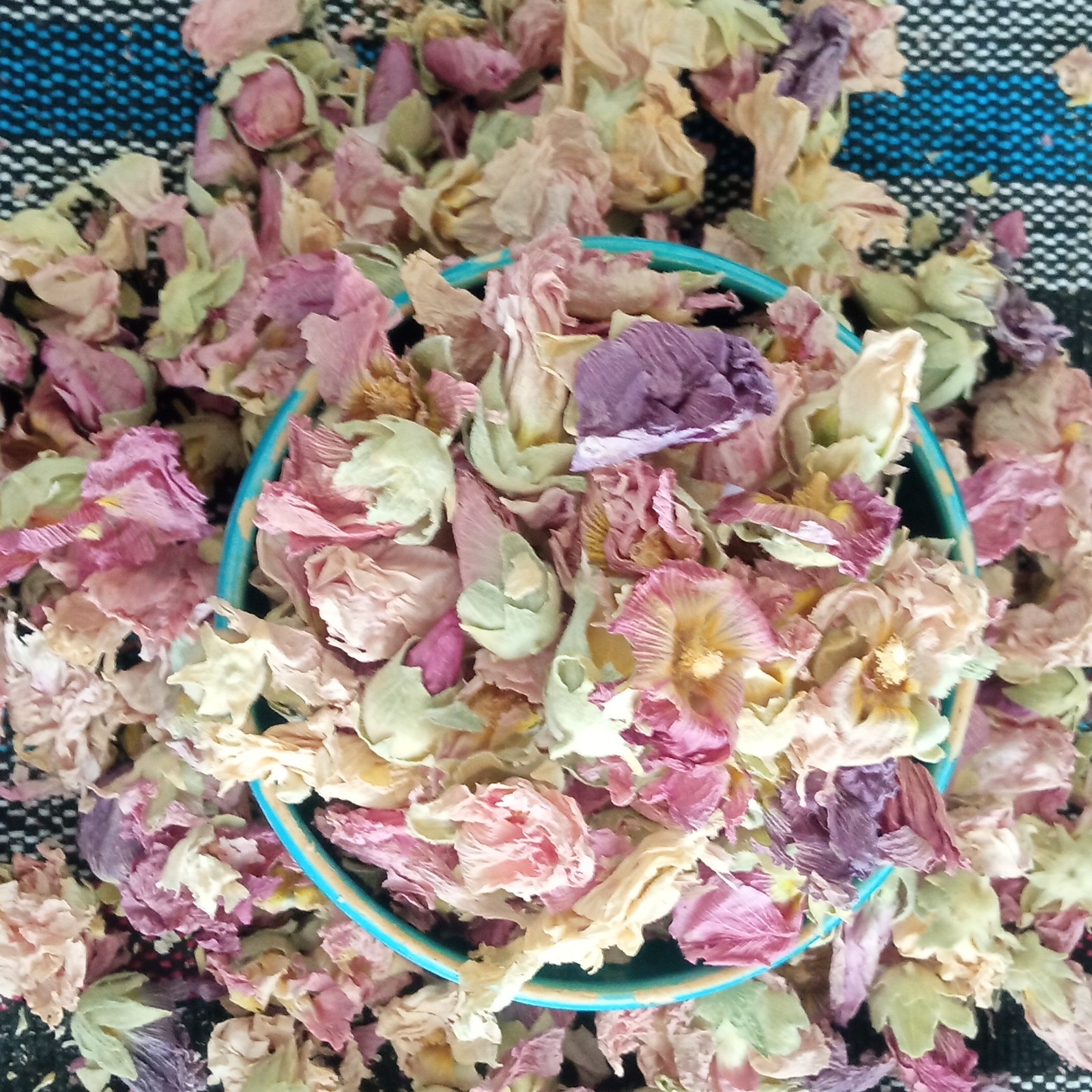 گل ختمی
