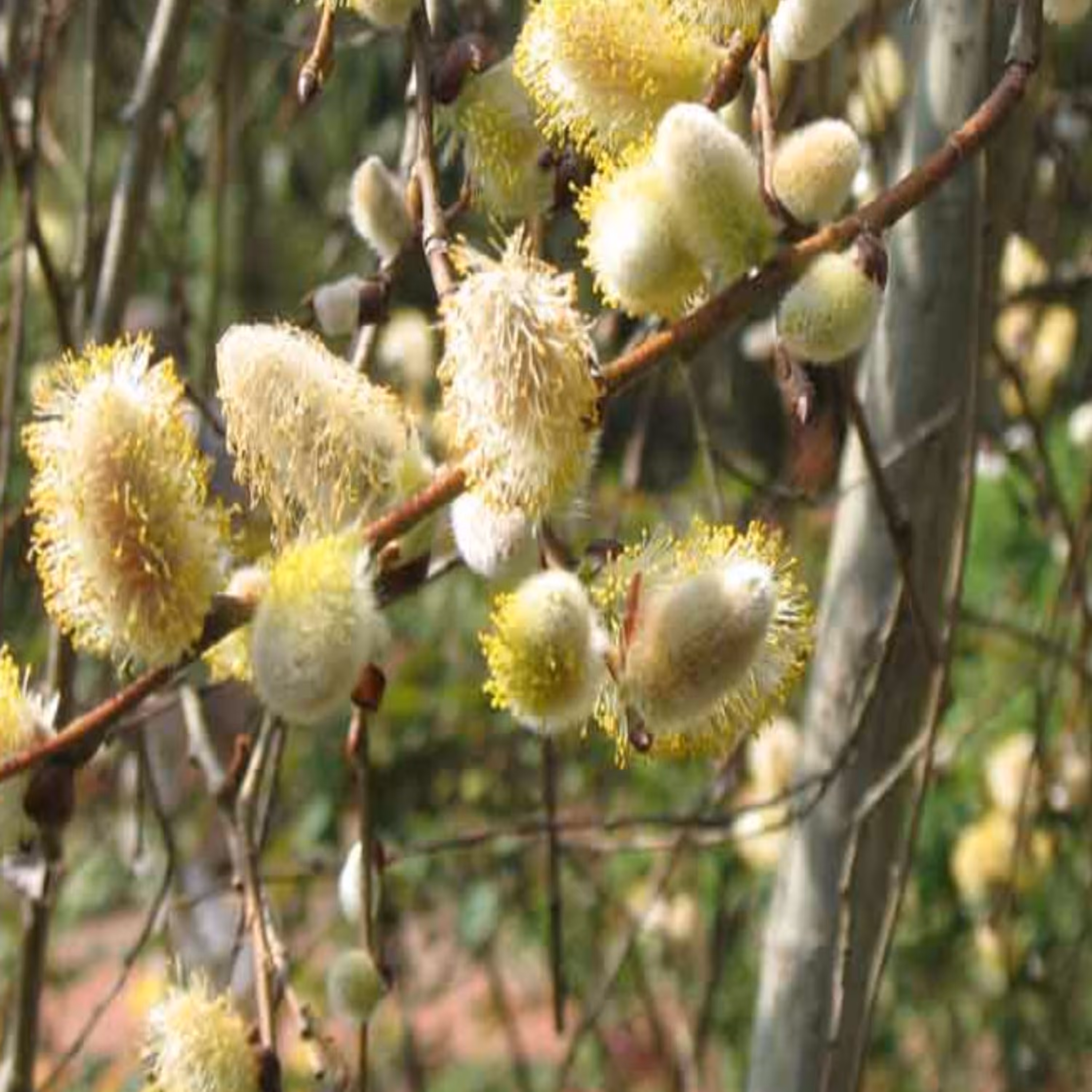 عرق بیدمشک اعلا