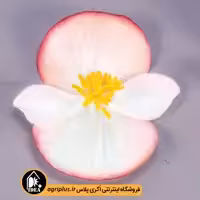 بذر گل بگونیا Cocktail بیناری