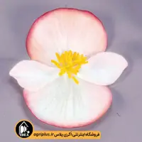 بذر گل بگونیا Cocktail بیناری