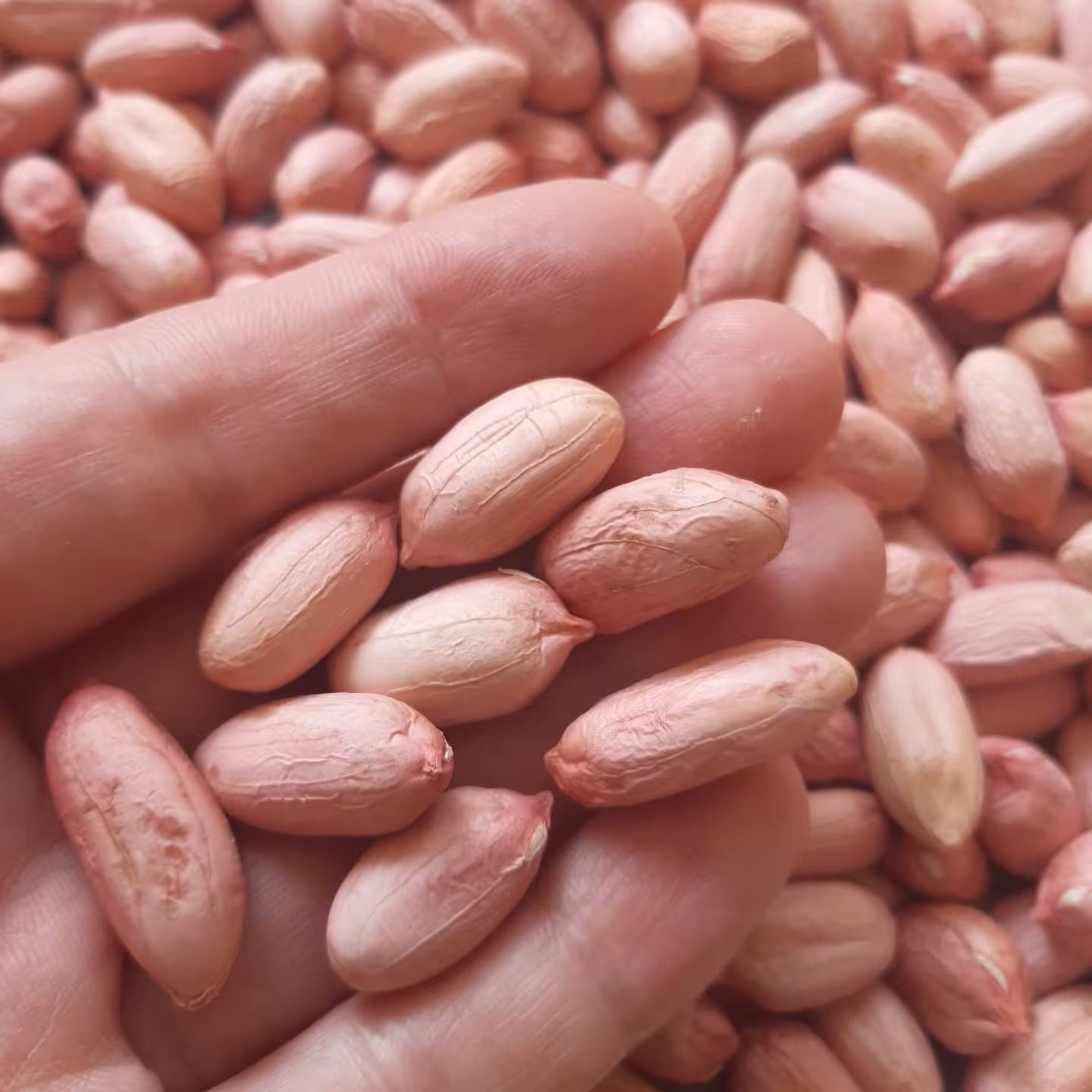 بادام زمینی آستانه خام محصول ( 1403)درجه یک 1000گرم