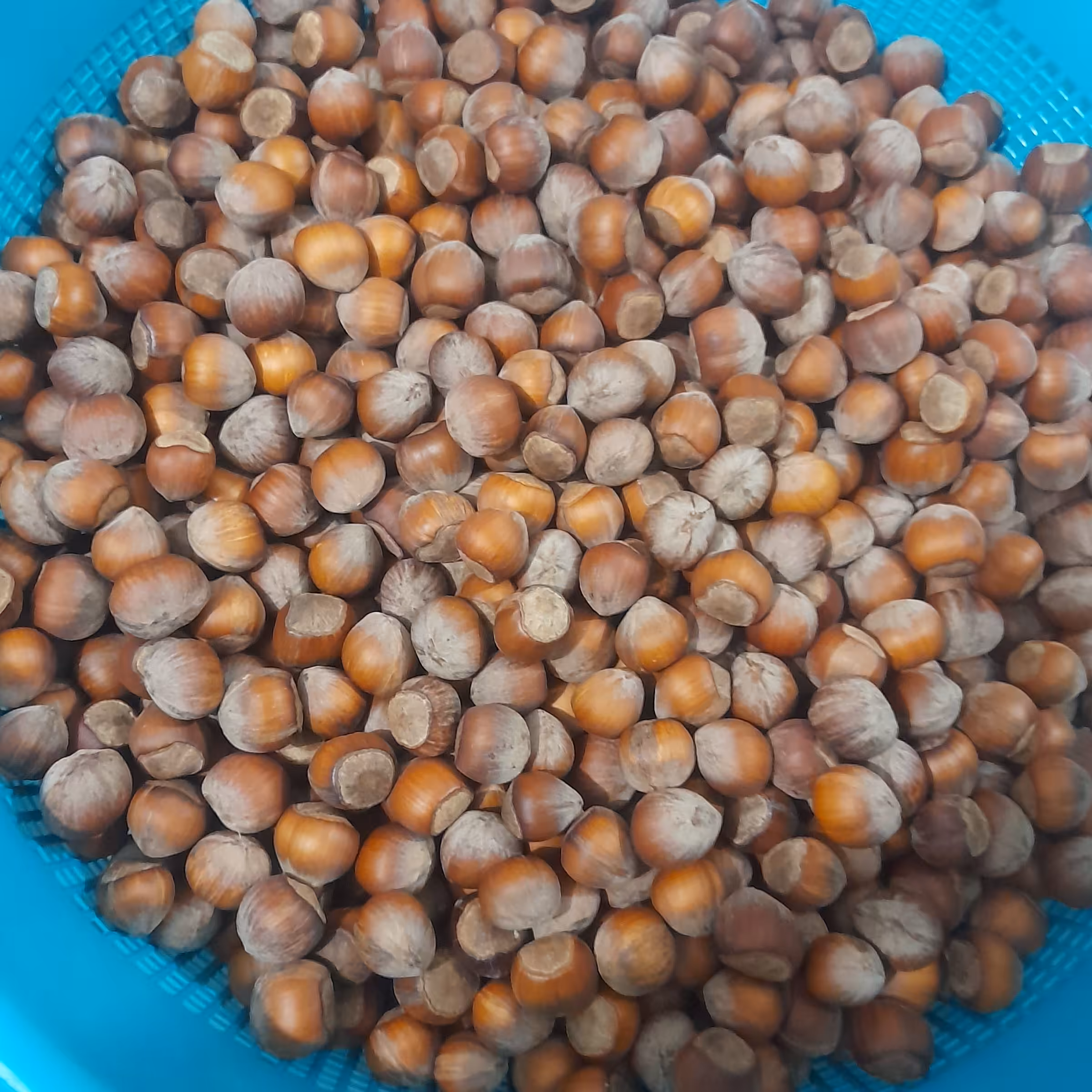 فندق در شت  اشکورات گیلان