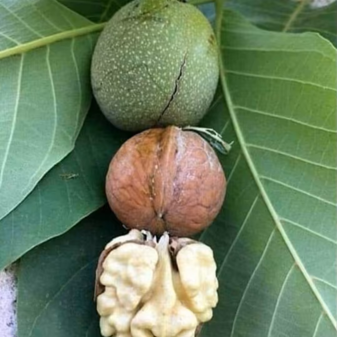 گردو تازه (1000گرم)