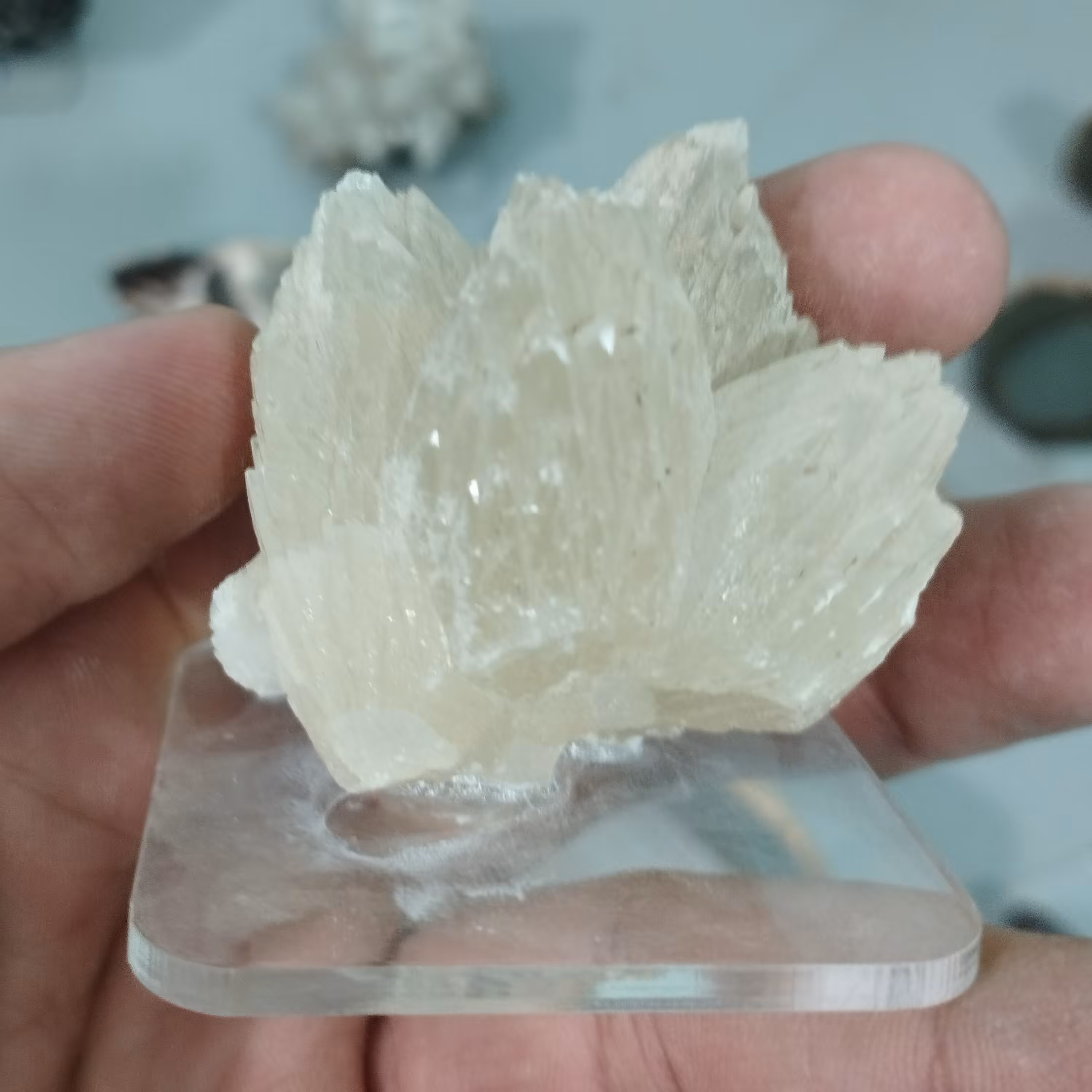 کلکسیونی کلسیت فلاور قد 5سانتیمتر پهنا 4سانتیمتر پایه دار 