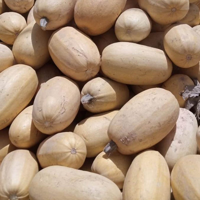 بذر کدو آجیلی هیبرید لیندا بسته 5 عددی