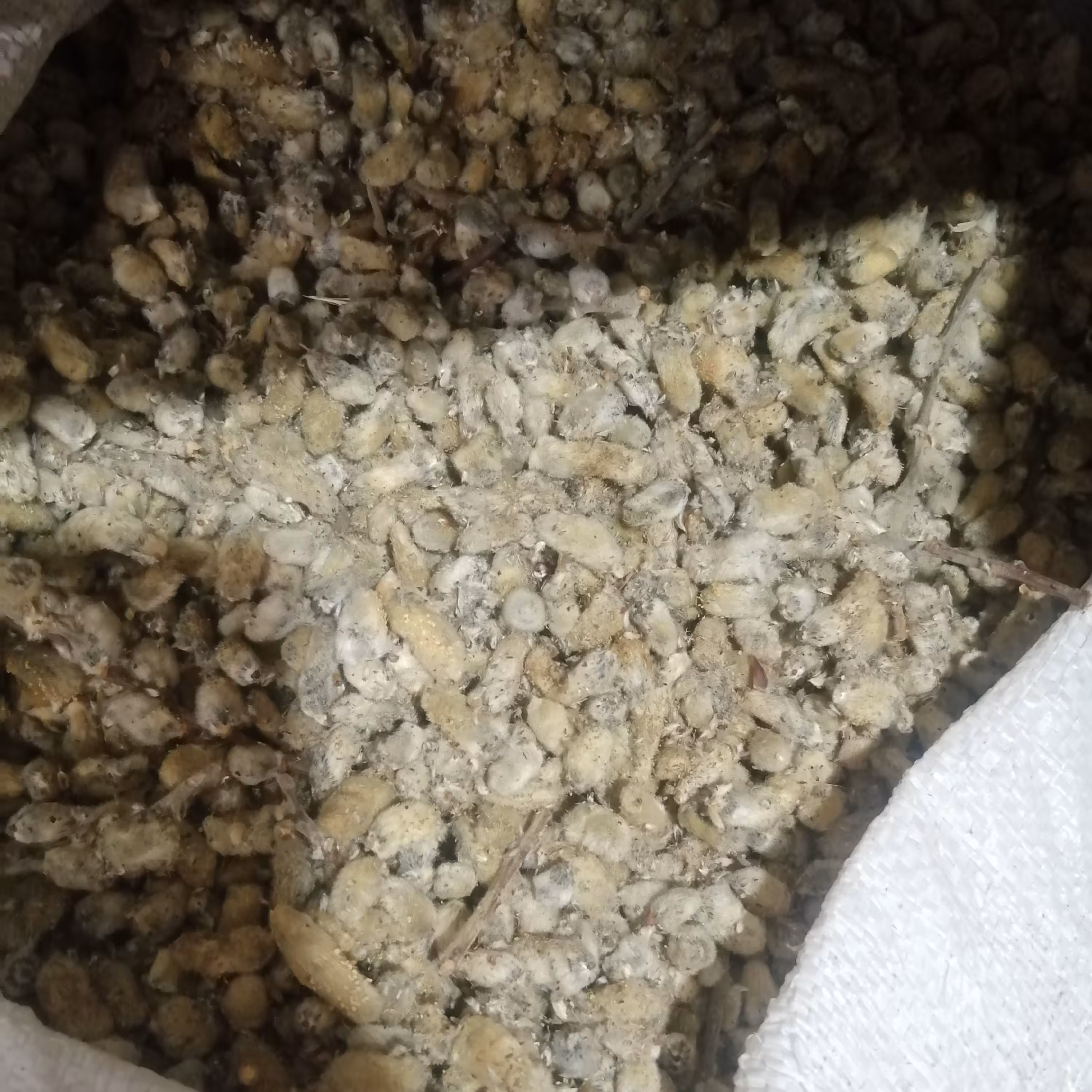 بیدمشک درجه 1  250گرم