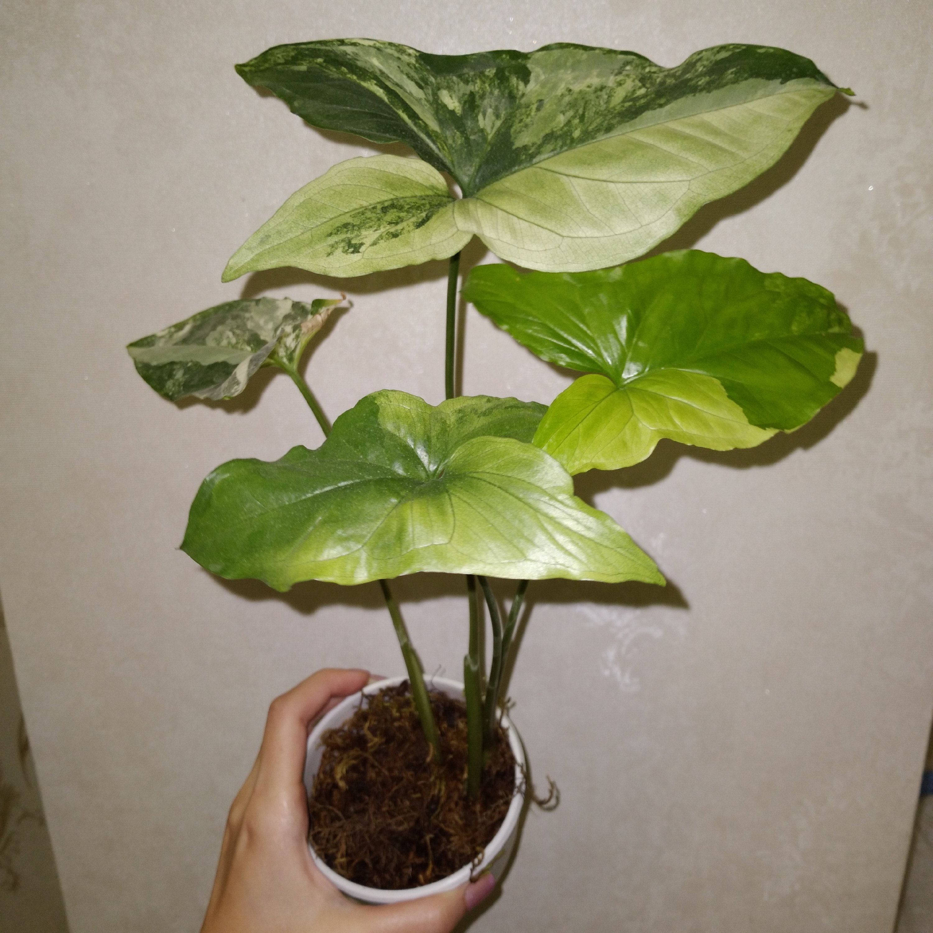 گیاه سینگونیوم ابلق ( ارسال از طریق باربری )