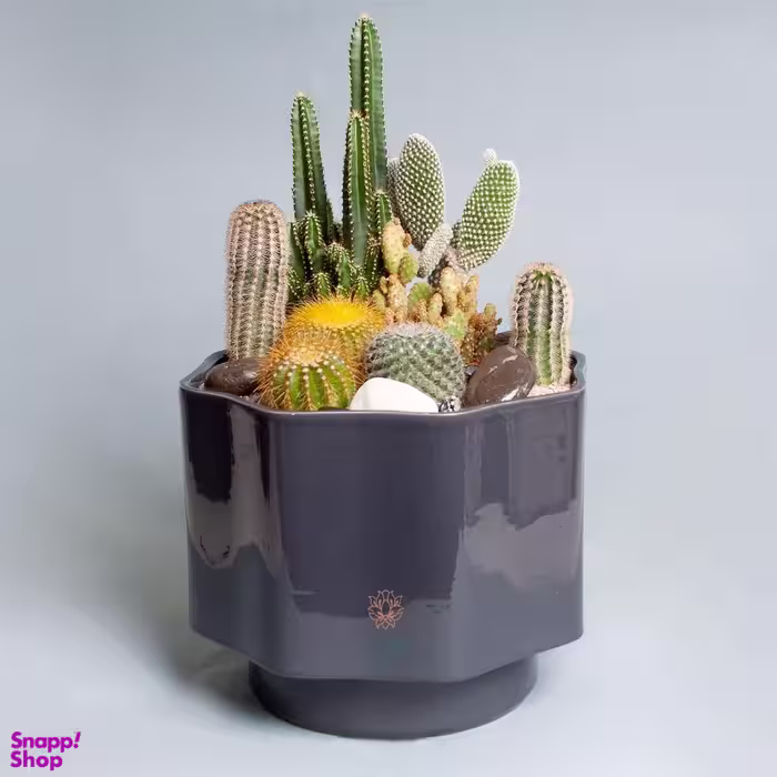 دیش گاردن سرامیکی کاکتوس