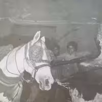 ارده کنجد بومی سنتی برازجان - تاسیس 1248 شمسی