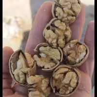 گردو با پوست نازک مغز  سفید اندازه کوچک و متوسط درهم 