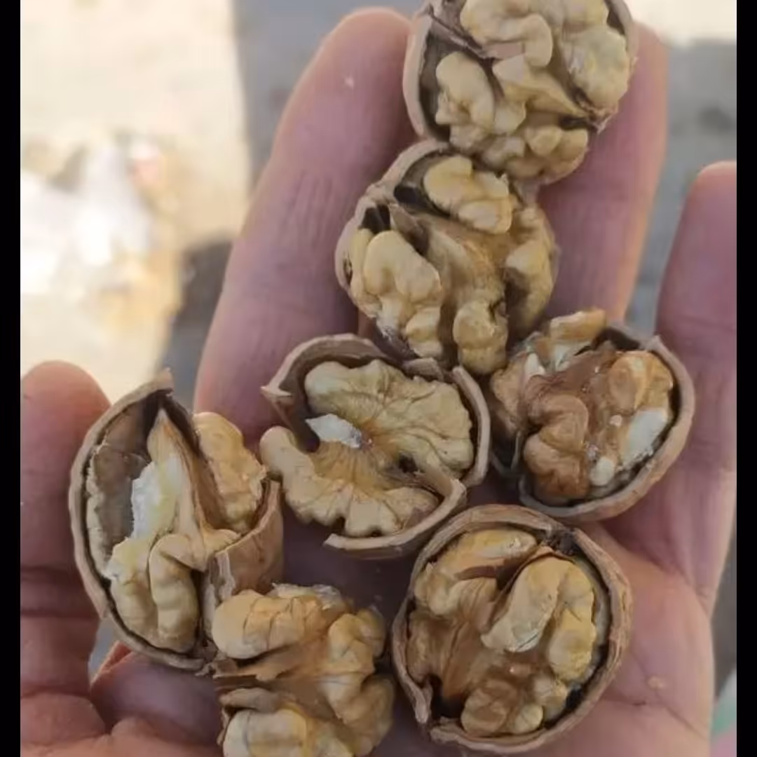 گردو با پوست نازک مغز  سفید اندازه کوچک و متوسط درهم 