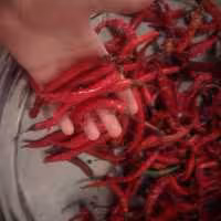 فلفل قرمز عمده پنج کیلویی