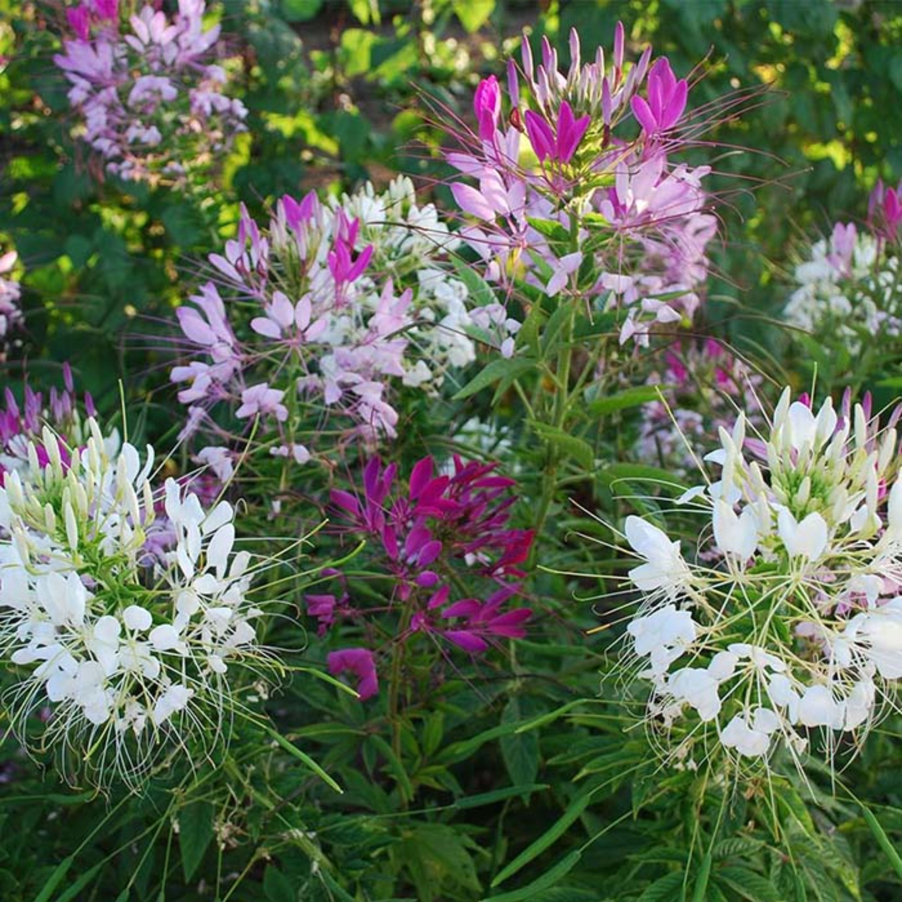 بذر گل عنکبوتی رنگارنگ هلندی بسته 50 عددی