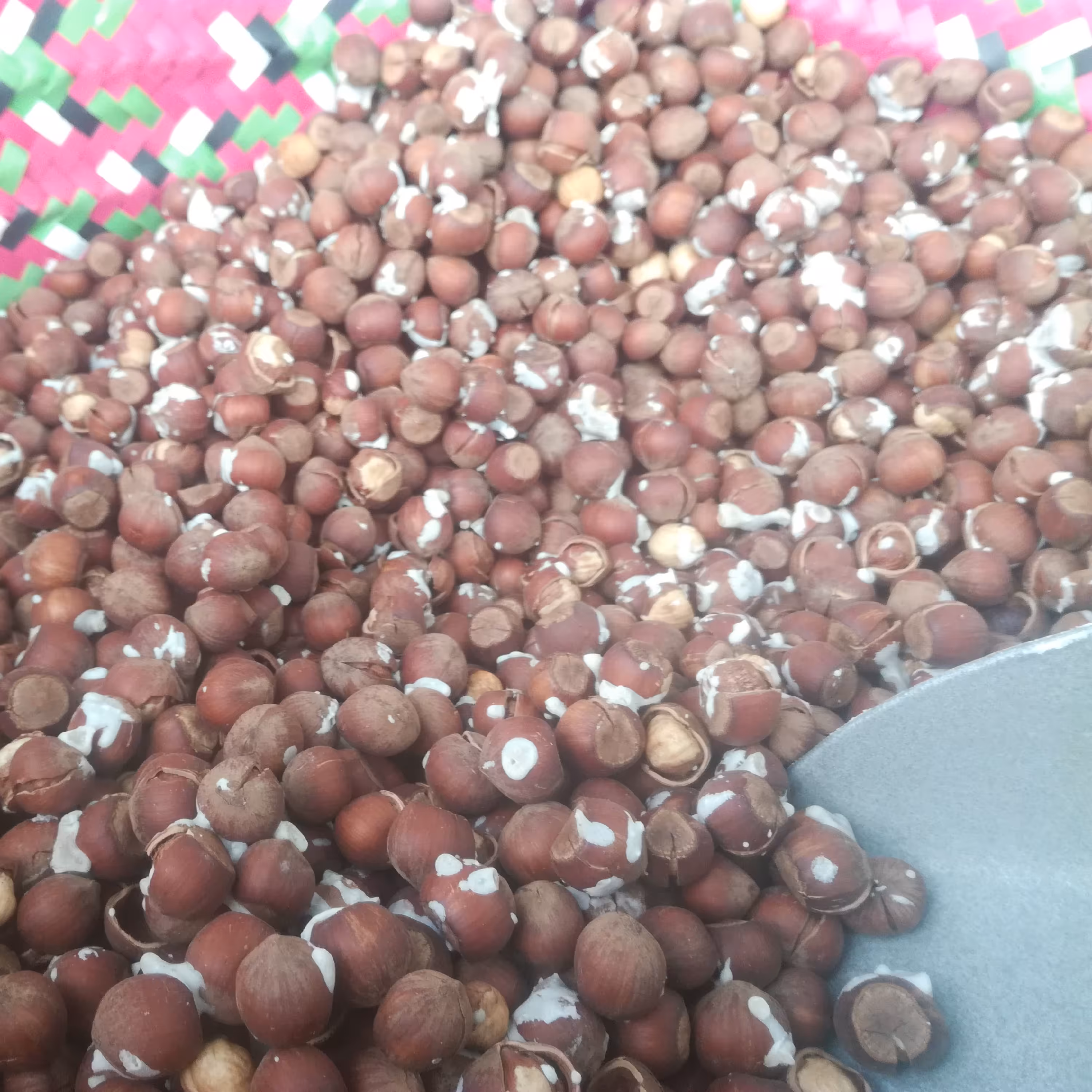 فندق خندان نمکی (خندان شور) برشته 1402 (1 کیلوگرمی)