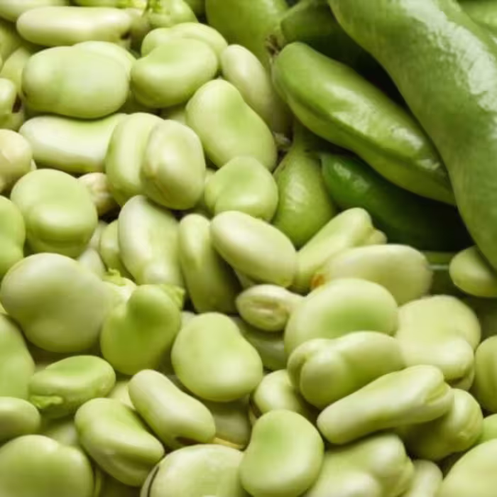 بذر باقالا ریز