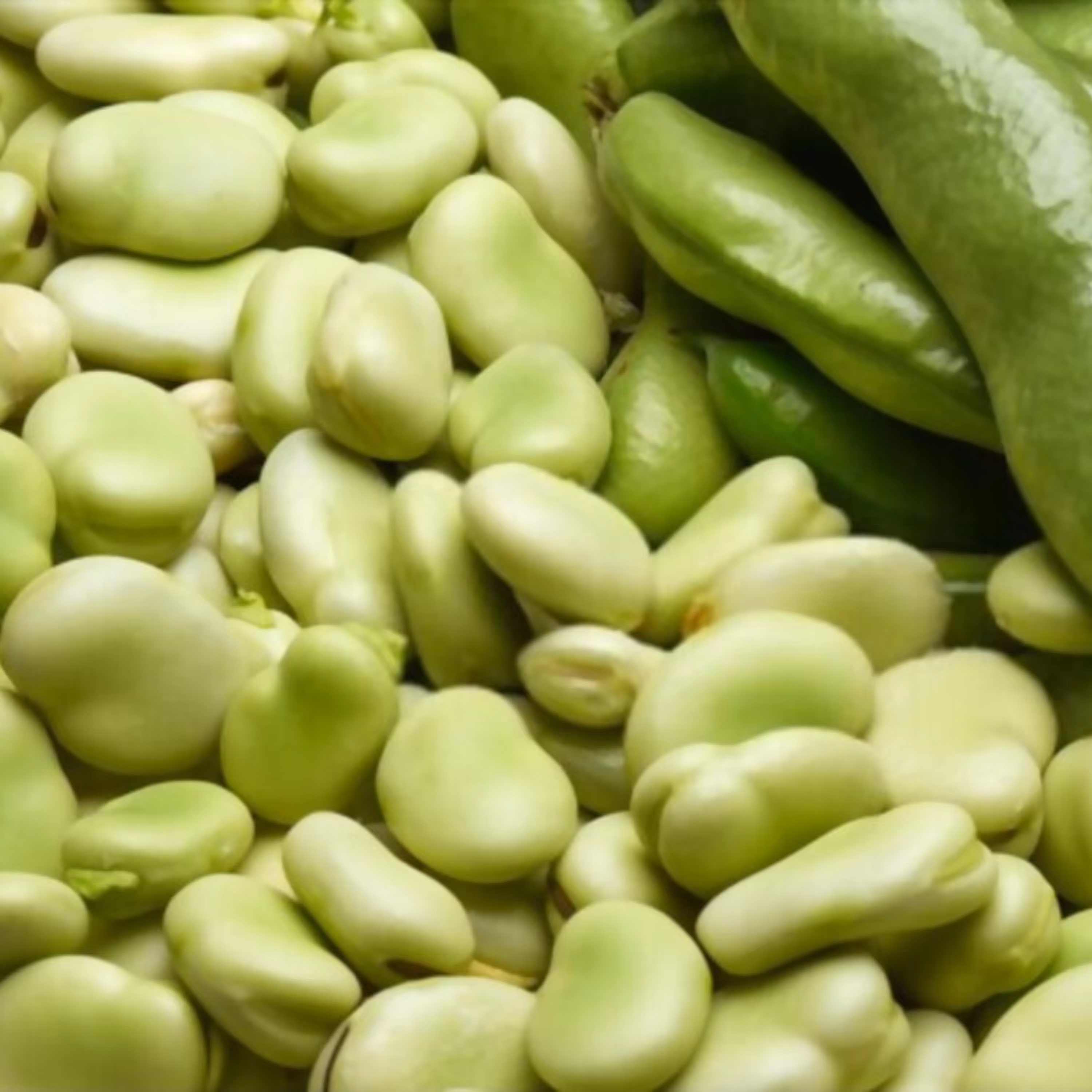 بذر باقالا ریز