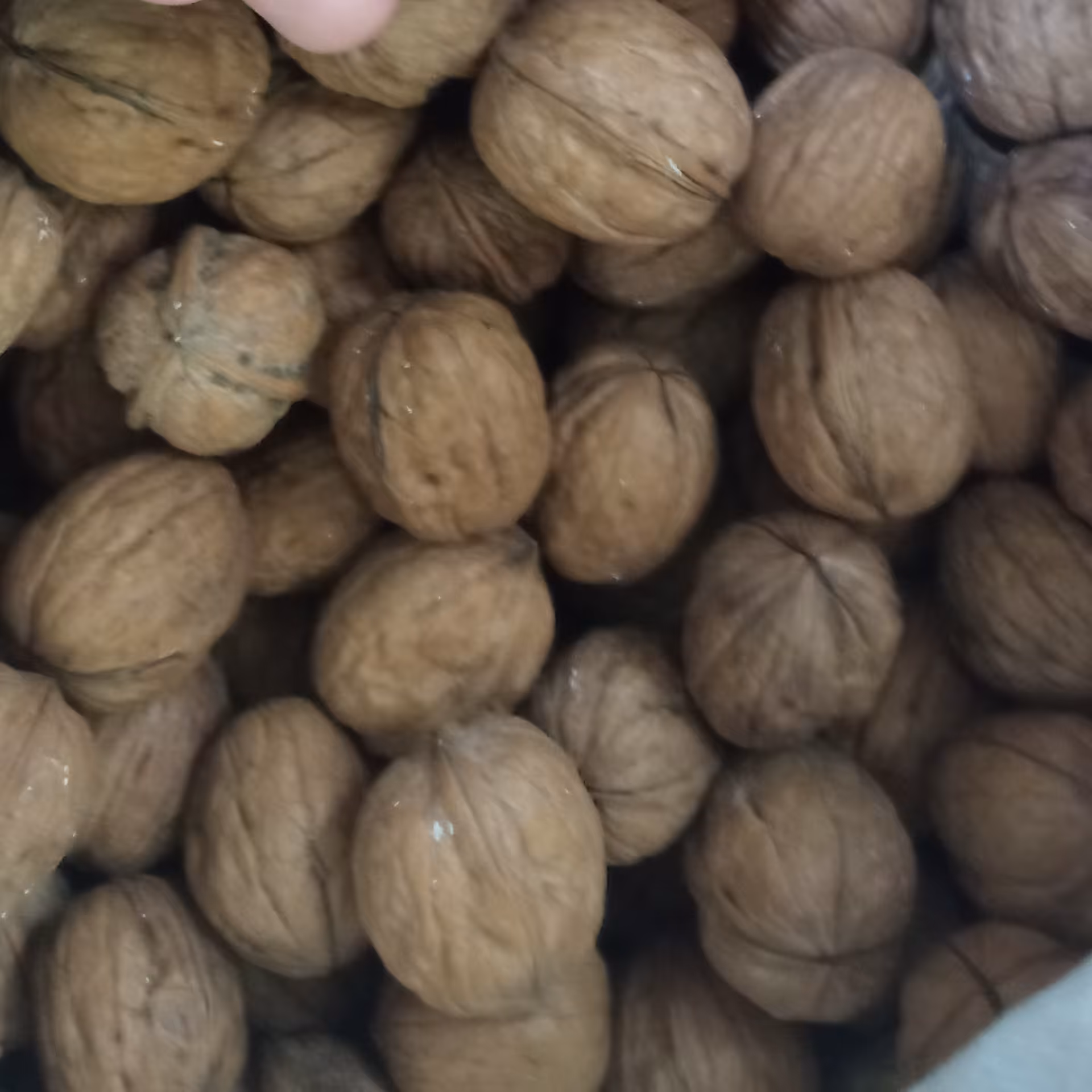 گردو خارجی باکیفیت بالا (1کیلویی)