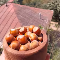 فندق خام اشکورات خشک (درشت و پرمغز)  500 گرمی1403