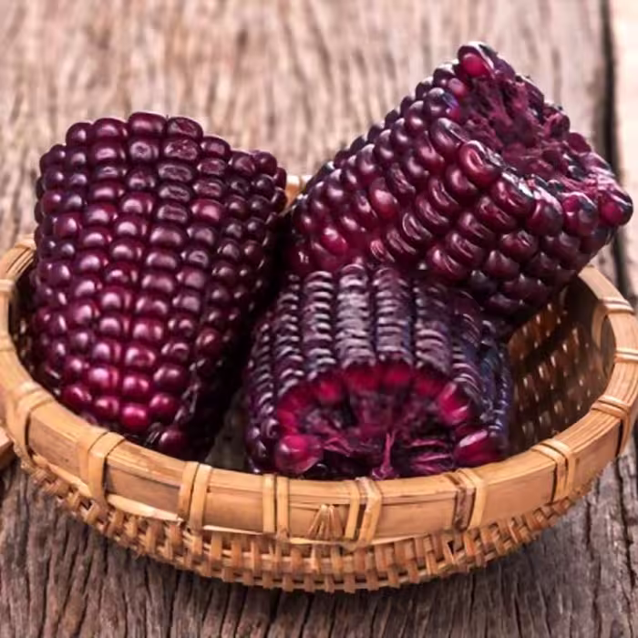 بذر ذرت شرابی (اناری)