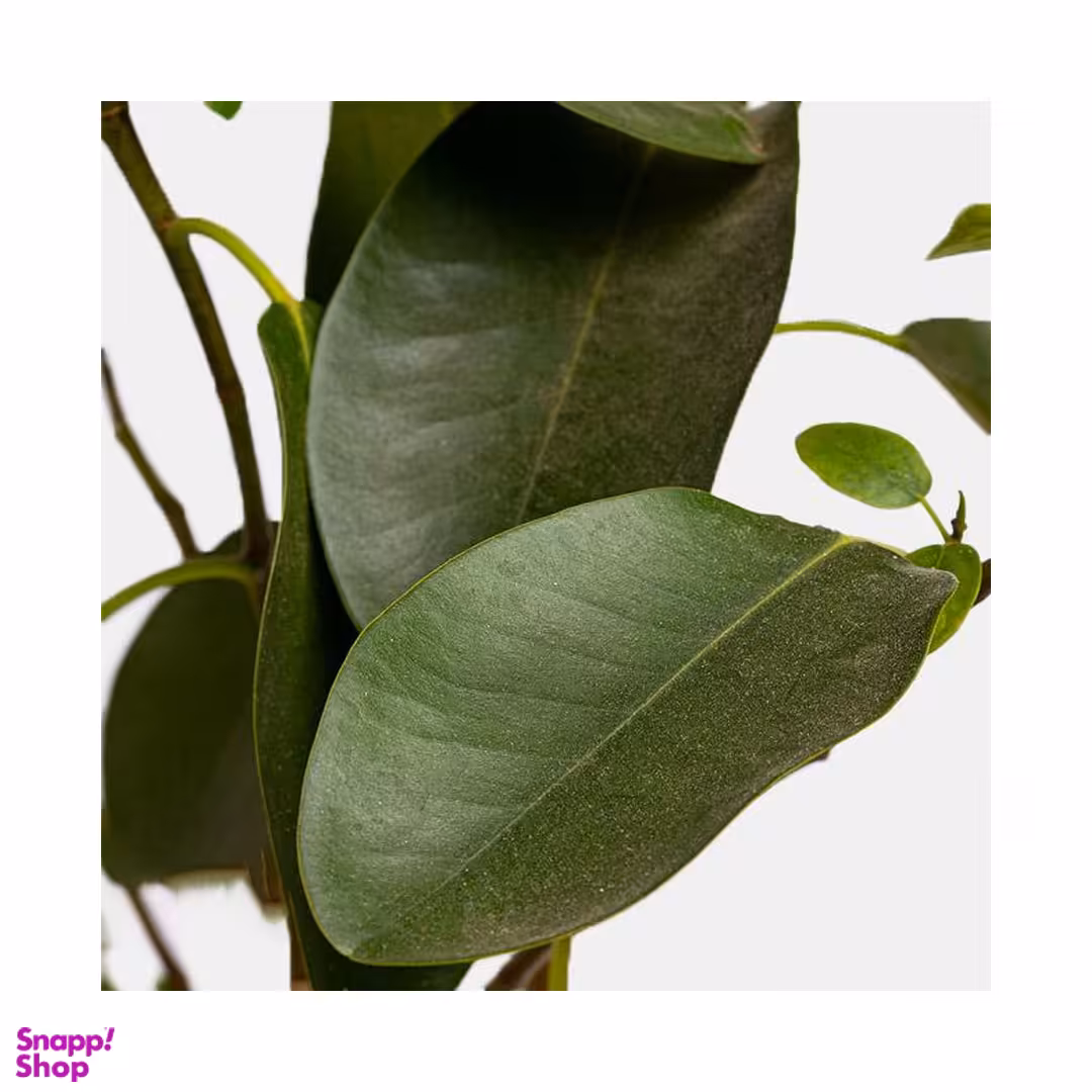 گلدان طبیعی فیکوس جنگلی سایز ۷۰×۸۰ سانتی متر