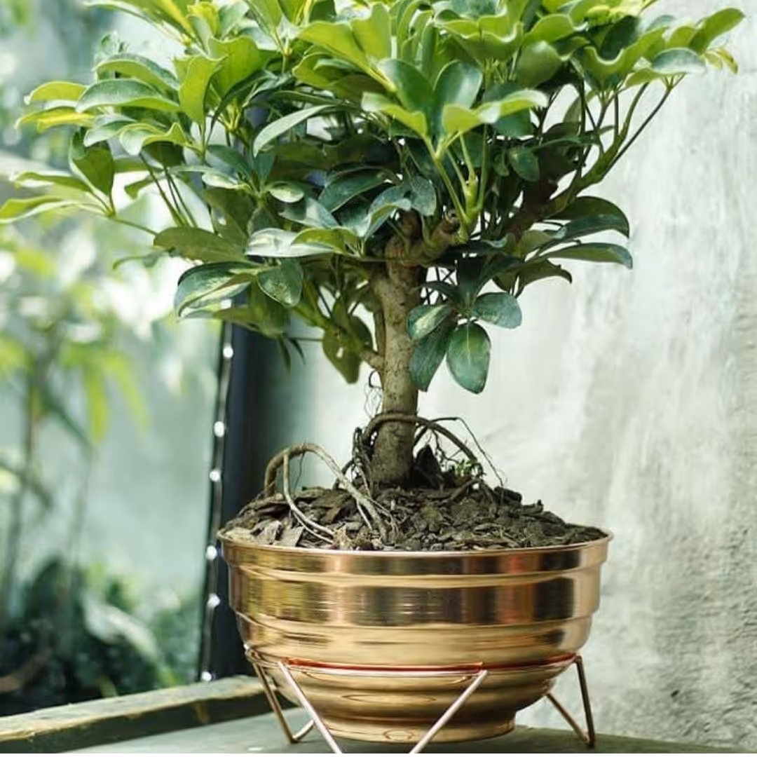 گلدان فلزی مناسب بن سای ارتفاع حدودا 15 قطر دهانه 32 سانت بزرگ و رومیزی 