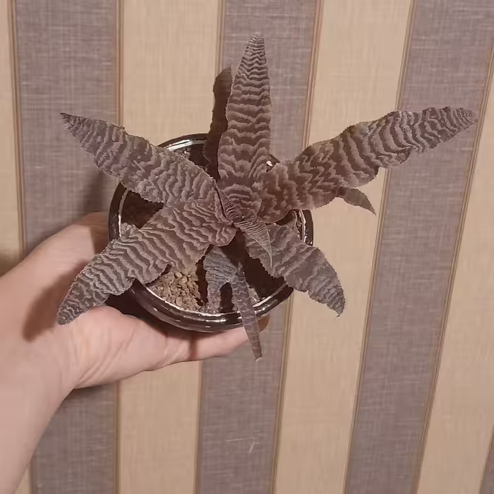 گل کاکتوس بسیار خاص و زیبا،نگهداری در فضای پرنور،آبیاری بعد از خشک شدن کامل خاک گلدان