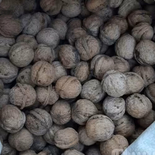 گردو اصل تویسرکان و باکیفیت ودرجه یک پوست کاغذی و پرچرب 