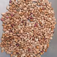 لوبیاچیتی درجه 2