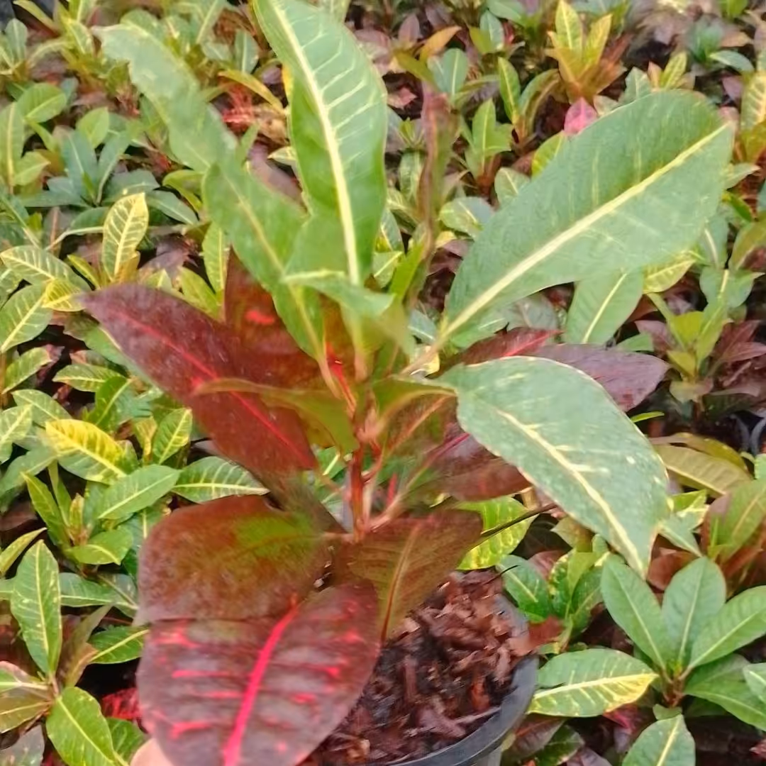 کورتون رسمی پرتقالی  گورخری گلدان سه ونیم  فروش تکی و عمده  مستقیم از گلخانه ارسال  به صورت پس کرایه