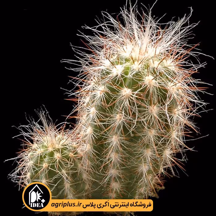 بذر کاکتوس Oreocereus Fossulatus