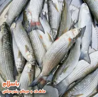 ماهی بیاح مخصوص کبابی وفر سایز متوسط تازه(1 کیلوگرم)