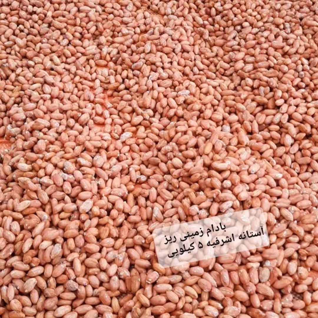 بادام زمینی ریز  آستانه اشرفیه عمده تازه  ترد و خوشمزه محصول  1403 ( 5000 گرمی )