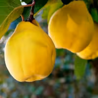 به تازه مربایی وزنی(بصرفه جهت درست کردن مربا )-در تمام سال بصورت عمده و جزئی