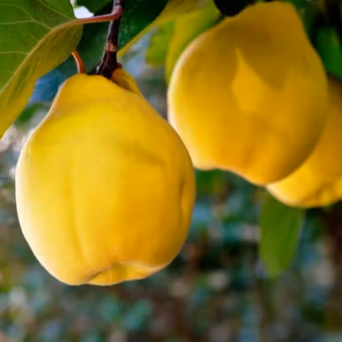 به تازه مربایی وزنی(بصرفه جهت درست کردن مربا )-در تمام سال بصورت عمده و جزئی