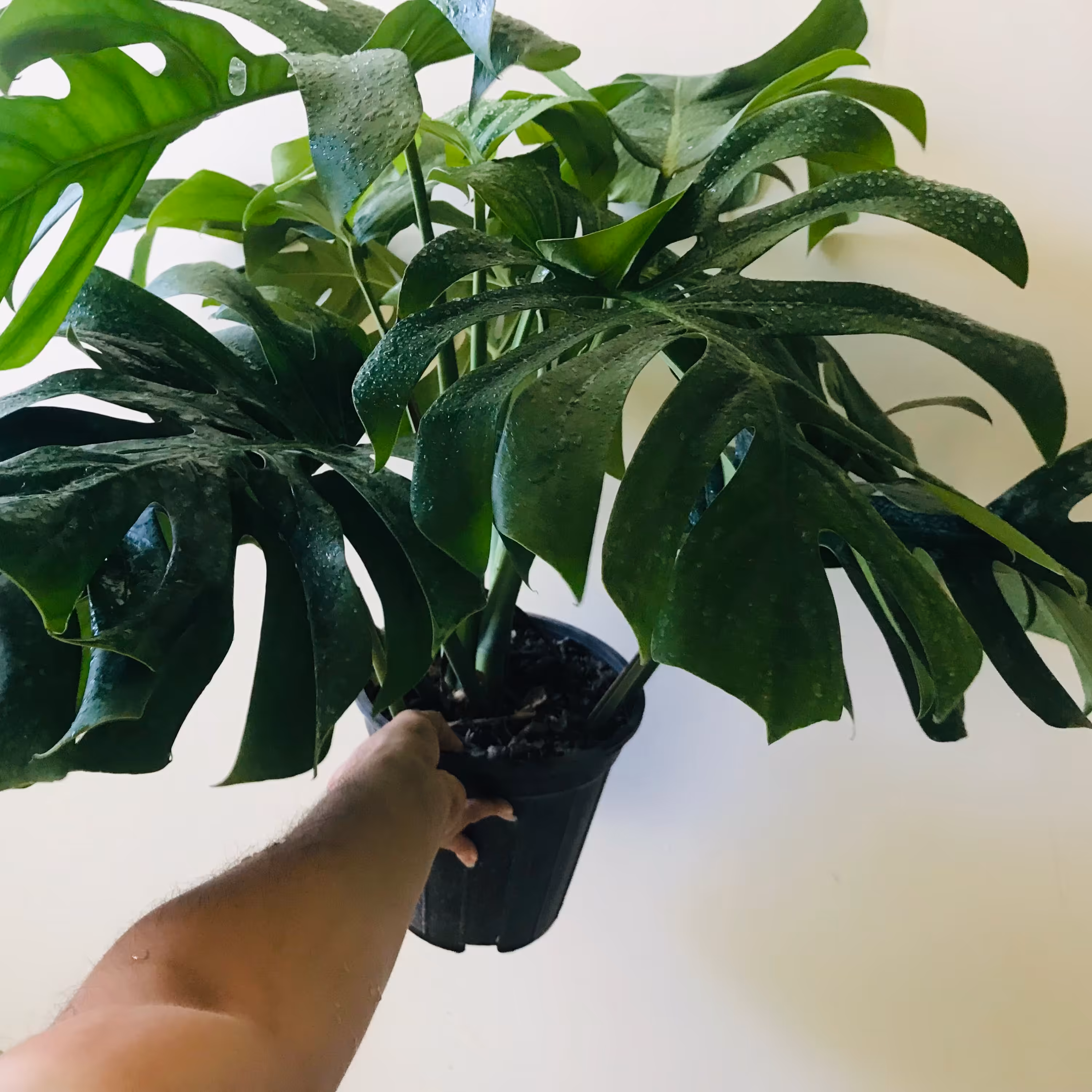 گیاه برگ انجیری مونسترا