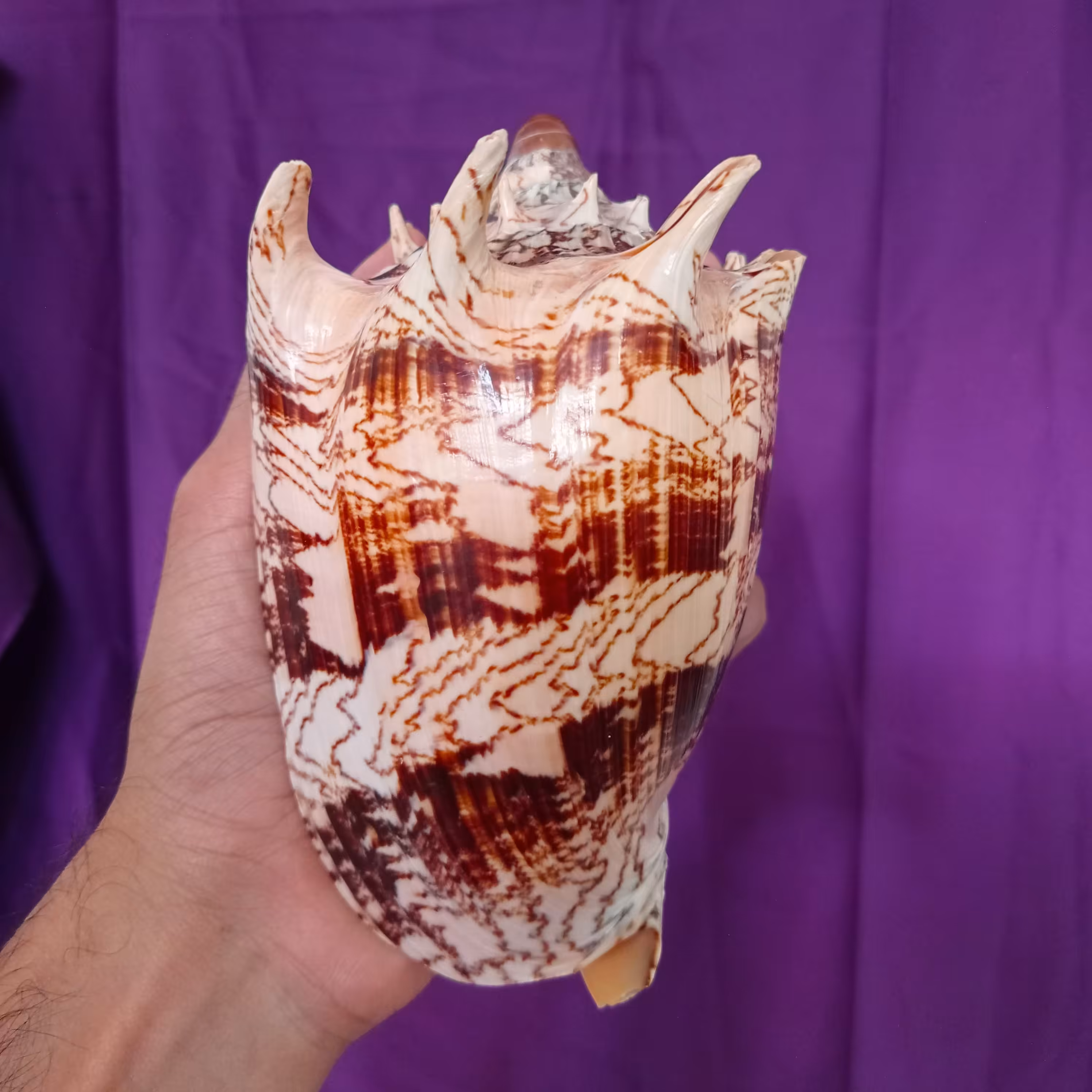 صدف کلکسیونی شاخدار وارداتی با طرح و رنگ طبیعی