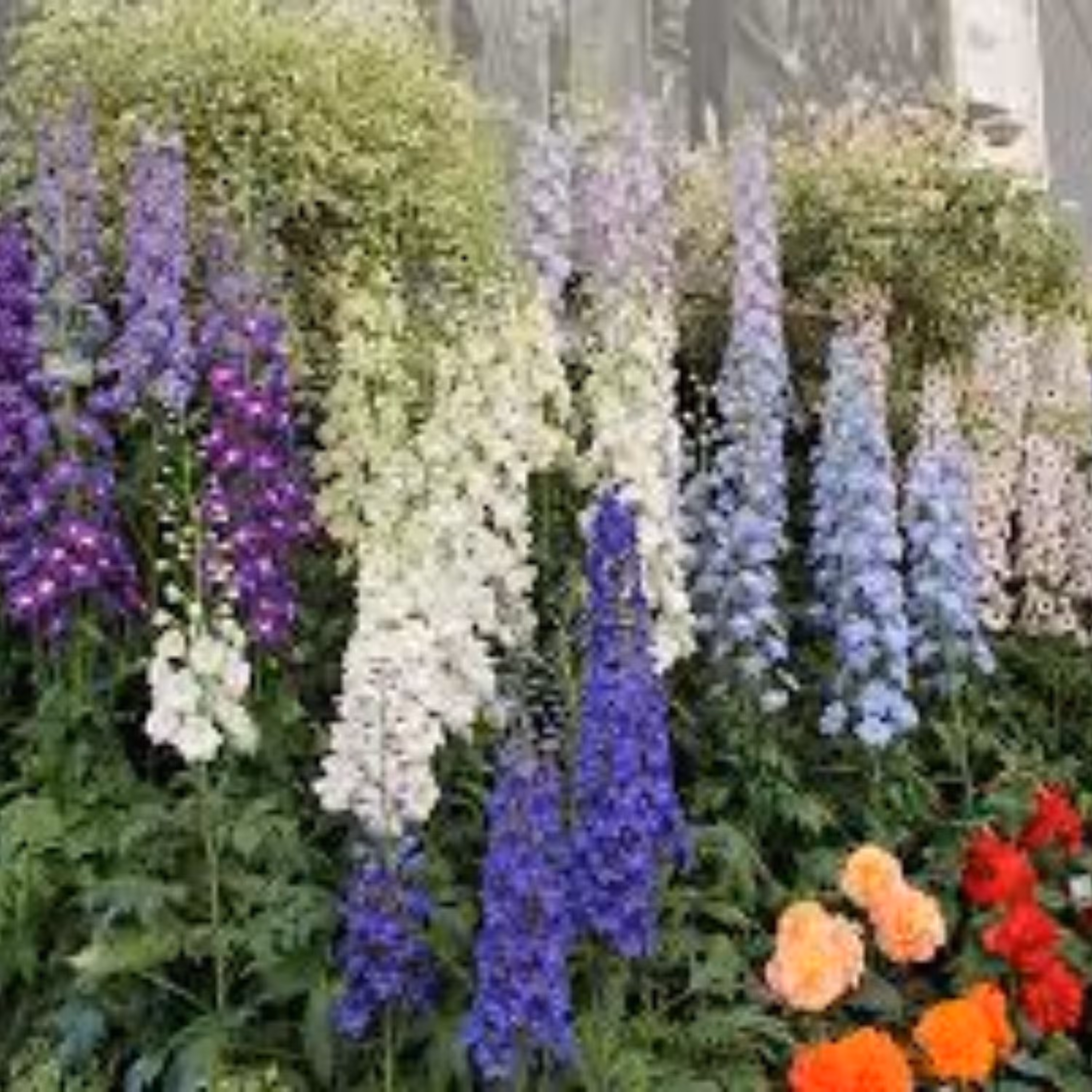 بذر گل دلفینیوم میکس (چند ساله) 10 عددی 